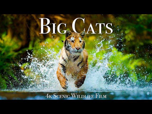 Big Cats Of The World 4K - Scenic Wildlife Film With Inspiring Music