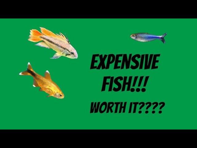 The $8.00 Tetra.  Is it worth it?  A look at my mail order fish!