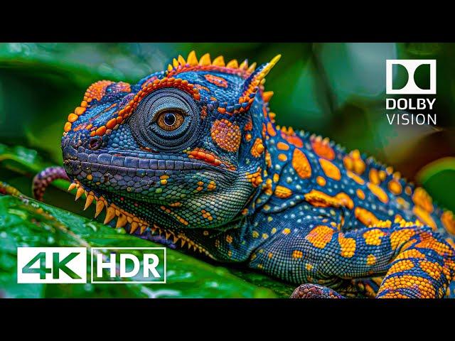 Best of Dolby Vision 4K HDR 60FPS (4K Video)