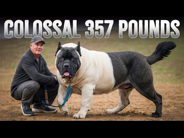 The 10 Heaviest Big Dog Breeds