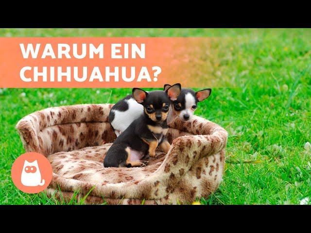 VORTEILE der Adoption eines CHIHUAHUAS  (Top 5 GRÜNDE)