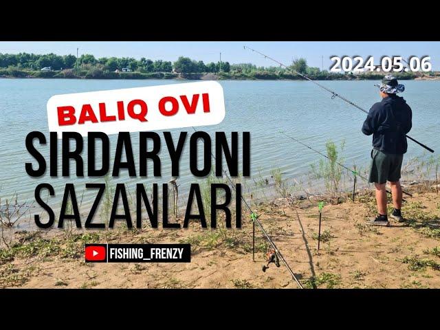 BALIQ ovi SIRDARYODA bu SAZANLAR jonga tegdi #fishing #carpfishing #carp #fish