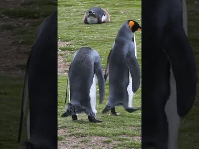 King penguins playing with each other mating  shorts  wildlife1080P HD