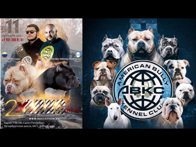 ABKC SHOW RUSSIA I ВЫСТАВКА СОБАК ПИТЕР I BEST OLD ENGLISH BULLDOG