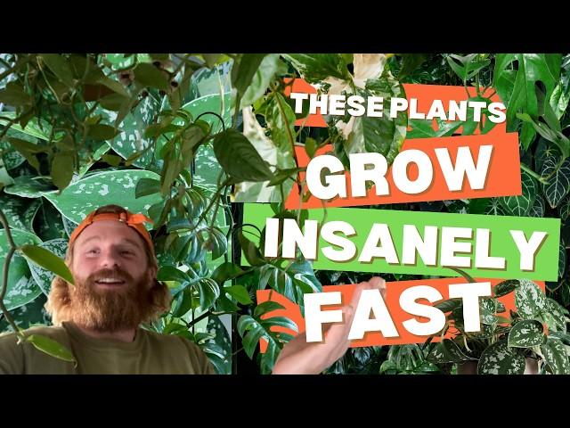 Eleven Fast Growing Indoor Plants - Easiest + Fastest Growing Houseplants