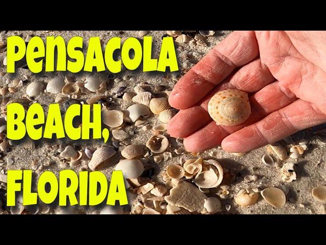 Golden Hour Shelling, Pensacola Beach, Florida