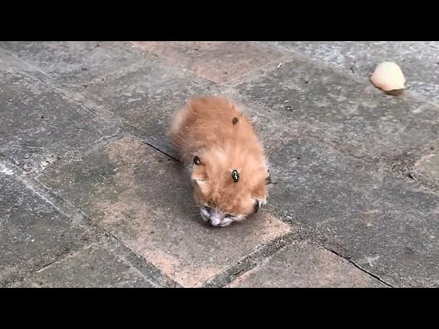 Newborn kitten abandoned by mom on roadside,helpless against fly bites,finally rescued by samaritan.