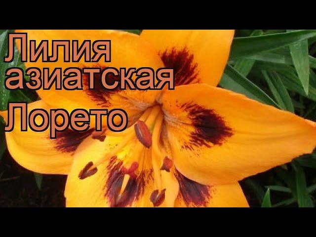 Лилия азиатская Лорето (lilium loreto)  лилия Лорето обзор: как сажать луковицы лилии Лорето