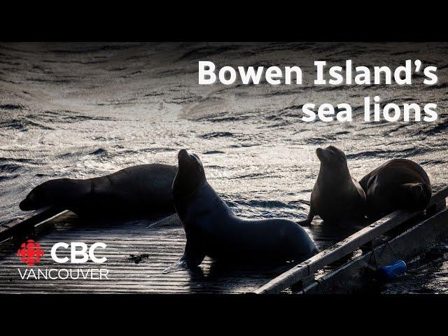 Barking sea lions keep Bowen Island residents up at night