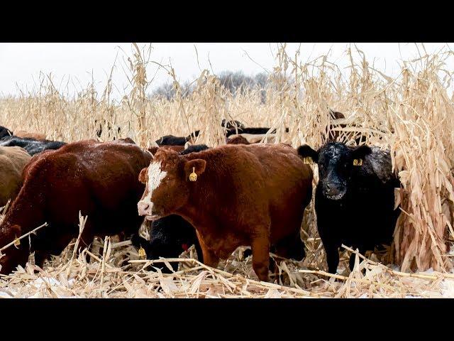 Winter Corn Grazing 250 Cows