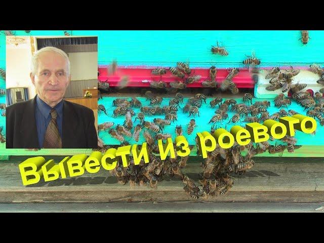 Профессор Кашковский: Как предотвратить роение пчёл?