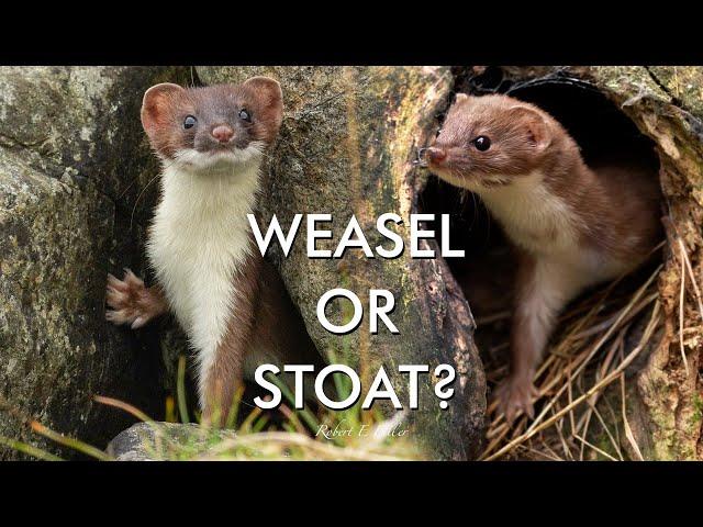 Weasel or Stoat? How to Tell the Difference | Discover Wildlife | Robert E Fuller