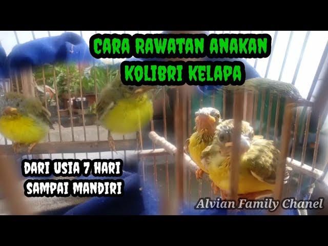 Tips merawat anakan kolibri kelapa dari usia 7 hari sampai mandiri #korlap#kolibrikelapa