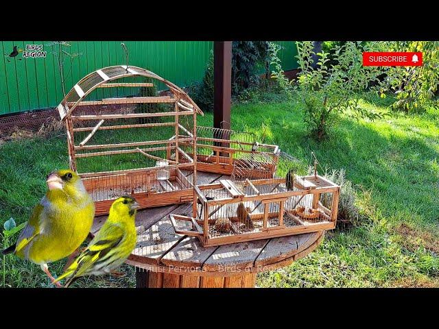 Ловля певчих птиц на западок, видео охота. Смотрим птиц.