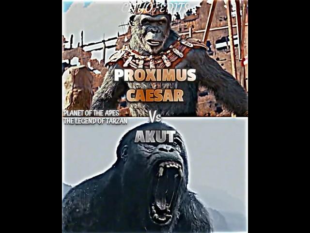 Akut vs Proximus Caesar #kingdomoftheplanetoftheapes #thelegendoftarzan #vsedit #vsbattle #wis