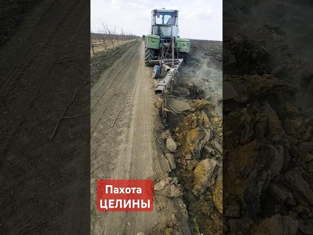 Пахота целины #вспашка #тракторист #farming #мтз #пахота #agriculture