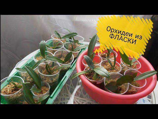 Месяц на воле /Орхидеи из ФЛАСКИ что с НИМИ? Сколько пропало? Стимулирую орхидейки на быстрый рост