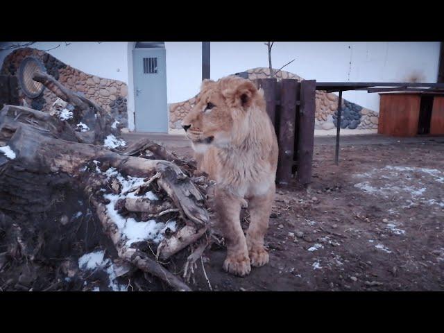 Физкультурно-танцевальный Марафон с Львенком Шерханом!