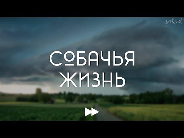 podcast | Собачья жизнь (2017) - #рекомендую смотреть, онлайн обзор фильма