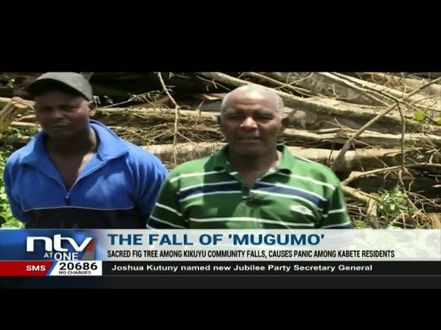 Mugumo tree falls causing panic among the Kikuyu community in Kabete