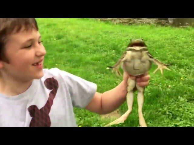 A big screaming bullfrog