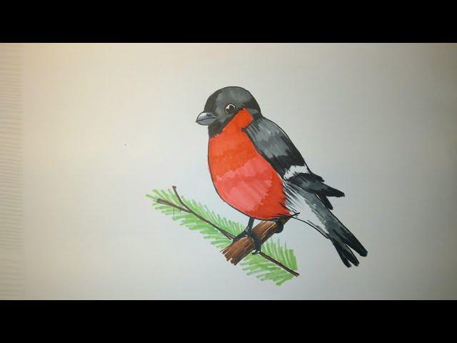 Как нарисовать снегиря поэтапно. how to draw a bullfinch