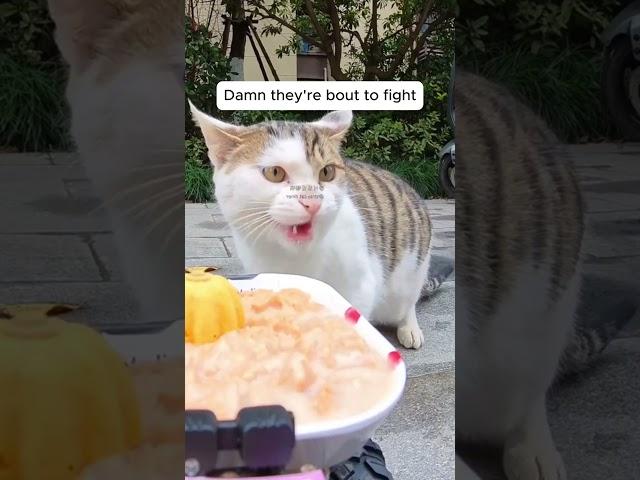 Feeding Stray Cats with a Hidden Camera #cats #cuteanimals #straycats #feeding #hiddencamera #funny