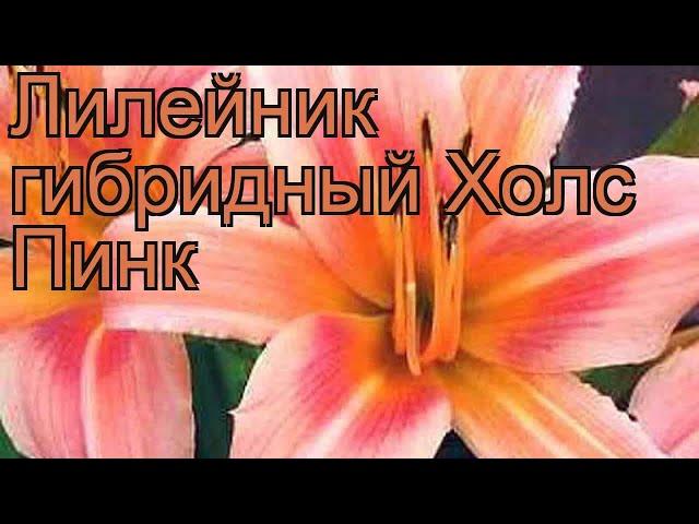 Лилейник гибридный Холс Пинк (hemerocallis)  обзор: как сажать, рассада лилейника Холс Пинк