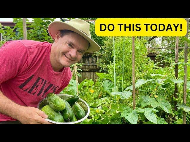 Growing Cucumbers Next Step to Huge Harvest Success