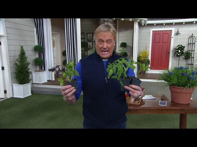 Cottage Farms 3-Piece Tomato, Pepper & Basil Patio Garden Live Plants on QVC