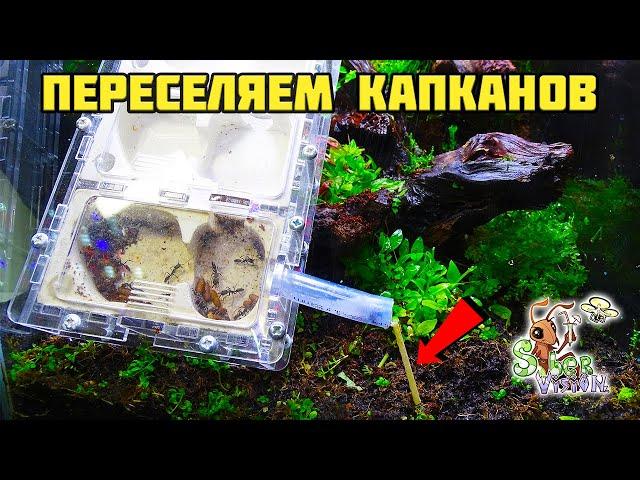 Заселение капканов в природный формикарий ● Odontomachus bauri