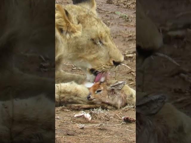 When the Lion Lies Down with the Lamb