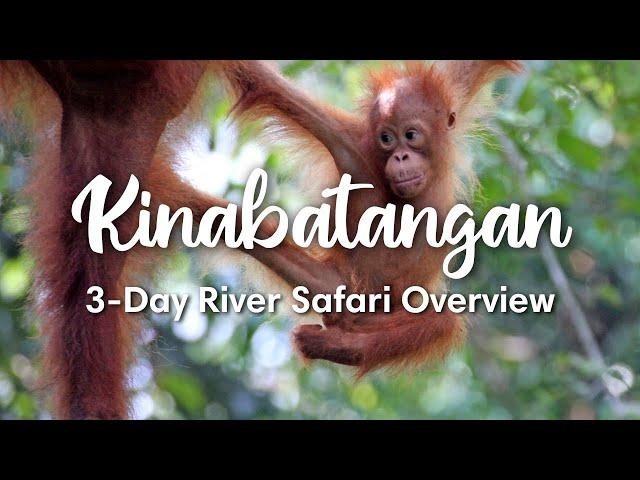 KINABATANGAN RIVER, SABAH (2023) | Overview 3-Day Kinabatangan River Safari in Sabah, Malaysia