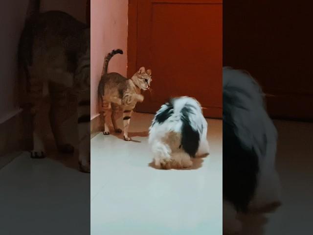 Diana& kutai #pets #cat #dog#funny #shortfeed
