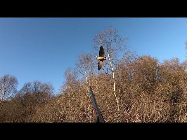 A day Woodcock Hunting