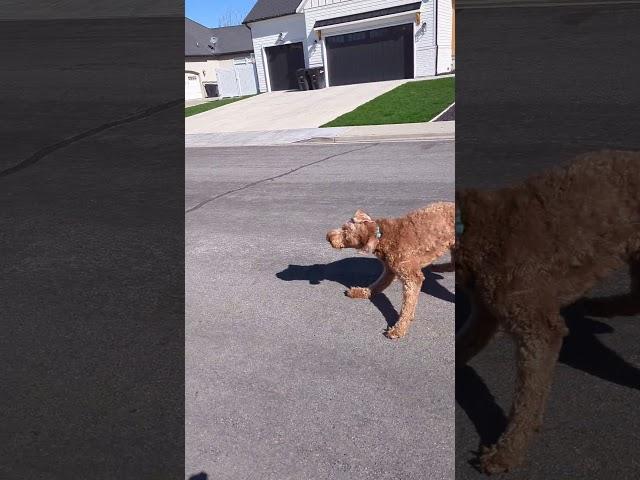 Stun Gun demo with loose dog