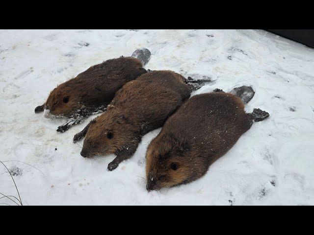 Under Ice Dam Sets Catch these Big Beaver (Caught a GIANT as we Walked up)