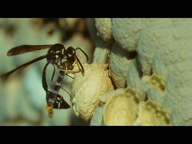 Wasp Builds Unique Nest for Her Young | Trials Of Life | BBC Earth