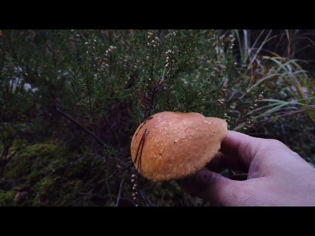 Collect velvet bolete, birch bolete, and gypsy mushrooms