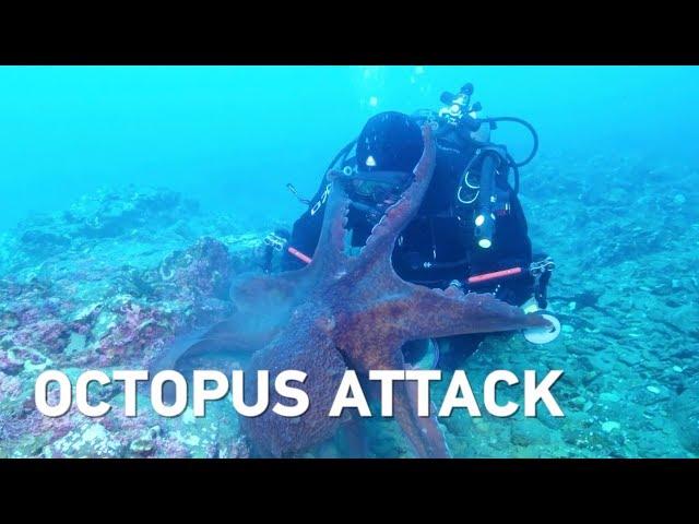 Massive octopus attacks diver, drags equipment through sea