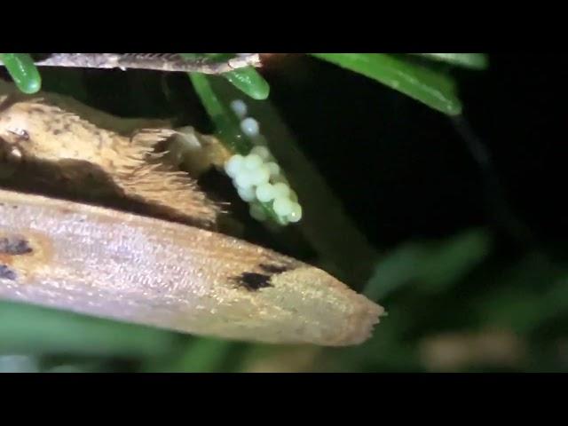 Noctua pronuba laying eggs on Caucasian Spruce part 1