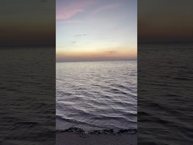 This is paradise #ocean #beach #sunset #asmr #nature #birds#waves