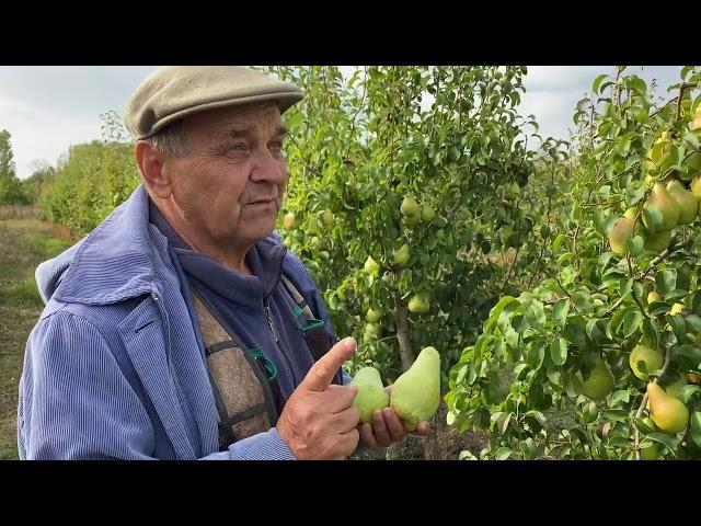 Плодоношение интенсивного сада груши сорта Ноябрьская.