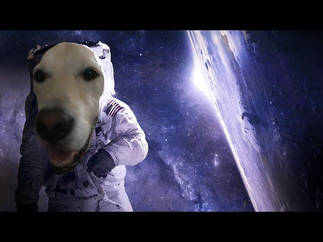 I'm a dog in space | Breathedge