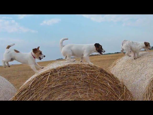 The Best of Jack Russell Terriers