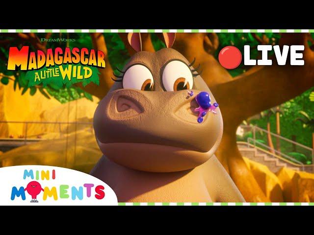  LIVE | Babysitting Hedgehogs is Not Easy!  | Madagascar: A Little Wild | Mini Moments