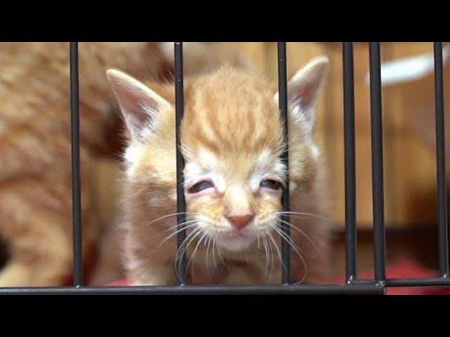 目が合うと走り寄ってくるかわいい子猫、脱走しようとして変顔になっちゃう子猫