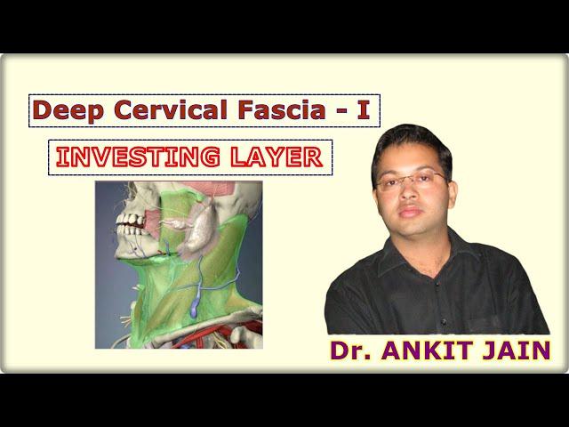 Deep Cervical Fascia - I (Investing Layer)/ Anatomy / Simplified/ Fascia colli