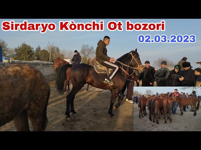 Sirdaryo Kònchi Ot bozori 02.03.2023