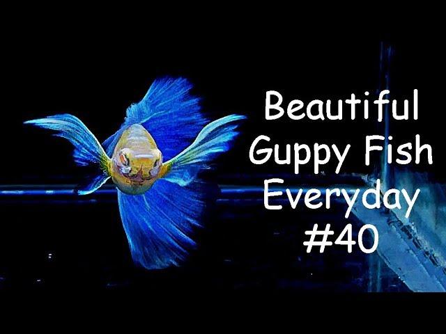 Guppy Channel - Beautiful Guppy Fish Everyday 40